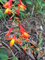 Crocosmia × crocosmiiflora