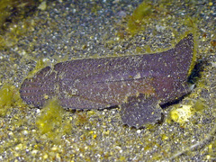 Ablabys macracanthus