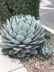 Agave parryi truncata