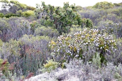 Protea obtusifolia