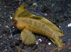 Ablabys macracanthus