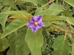 Solanum incanum
