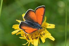Lycaena hippothoe