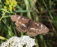 Limenitis helmanni