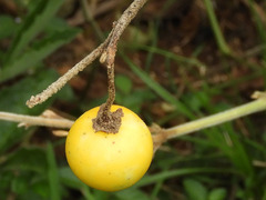 Solanum incanum