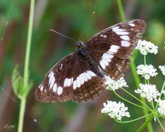 Limenitis sydyi