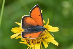 Lycaena hippothoe