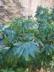 Ricinus communis