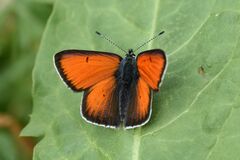 Lycaena hippothoe