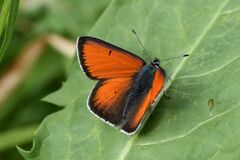 Lycaena hippothoe