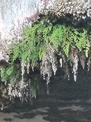 Adiantum capillus-veneris