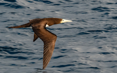 Sula leucogaster plotus