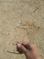 Sphaeralcea angustifolia