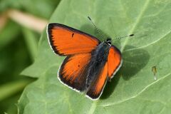 Lycaena hippothoe