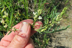 Astragalus tenellus