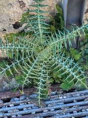 Galactites tomentosus