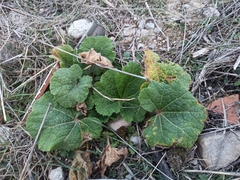 Alcea rosea