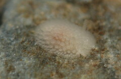Onchidoris muricata