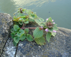 Lamium purpureum