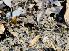 Erigenia bulbosa