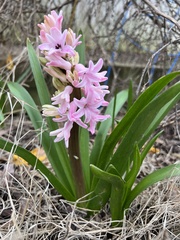 Hyacinthus