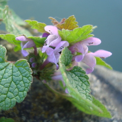 Lamium purpureum