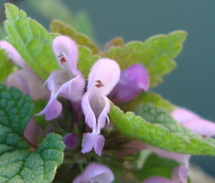 Lamium purpureum