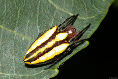 Alpaida bicornuta
