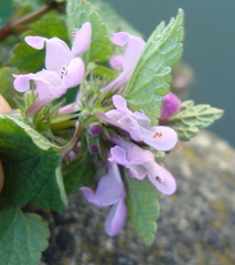 Lamium purpureum