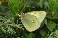Colias palaeno