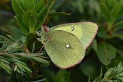 Colias palaeno