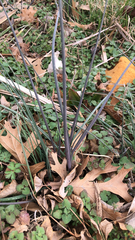 Allium vineale