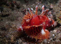 Dendrochirus brachypterus