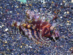 Dendrochirus brachypterus