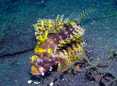 Dendrochirus brachypterus