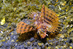 Dendrochirus brachypterus