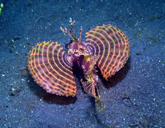 Dendrochirus brachypterus