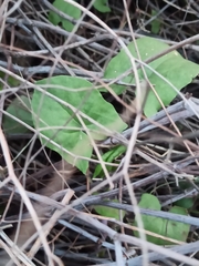 Rumex induratus