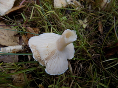 Lactarius scoticus