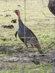 Meleagris gallopavo intermedia