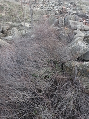 Rumex induratus
