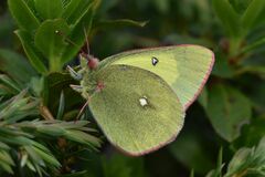 Colias palaeno