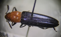 Languria laeta
