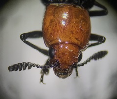 Languria laeta