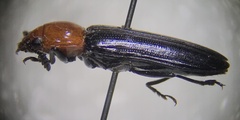 Languria laeta