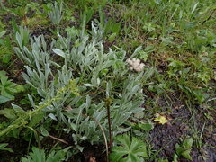 Antennaria lanata