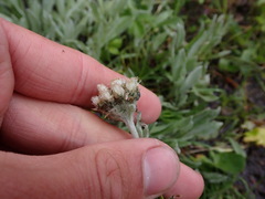 Antennaria lanata