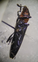 Languria laeta