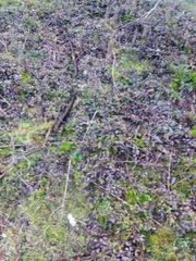 Arctostaphylos uva-ursi