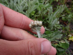 Antennaria lanata